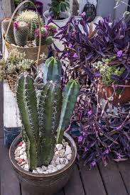 Image result for Cactaceae