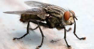 Wie bekämpfe ich die trauermücke? 8 Mittel Gegen Fliegen Und 3 Selbstgebaute Fliegenfallen
