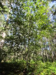 Image result for Callicoma