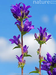 Image result for campanula glomerata