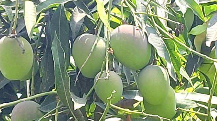 प्रयागराज में 'फलों के राजा' की बंपर पैदावार: दशहरी और लंगड़ा के साथ नई  प्रजातियों का जलवा; UAE और ओमान में निर्यात की तैयारी - prayagraj mango  production export uae oman khusro bagh updates lcln - AajTak