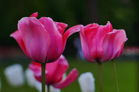 47+ beautiful scenery wallpaper flower wallpapers on. Flower Scenery Wallpaper 4896x3264 Download Hd Wallpaper Wallpapertip