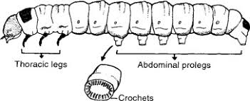 A life cycle assessment (lca) measures the environmental impacts of a product or service. Limacodidae An Overview Sciencedirect Topics