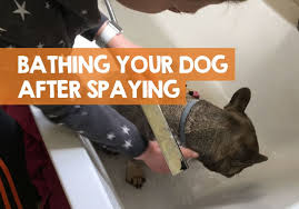 Neutering will curb any sexual behaviors that your dog exhibits. How Long After Spaying Can I Bathe My Dog Be Careful