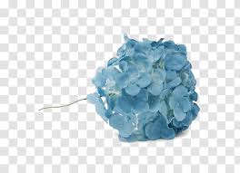 Check spelling or type a new query. Flower Bouquet Blue Hydrangea Flamenco Turquoise Hortensia Transparent Png