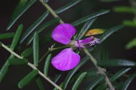 Image result for Polygala gazensis