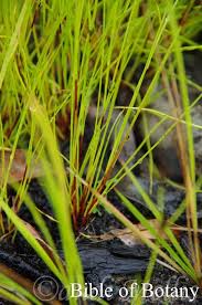 Image result for Scleria sp.no.1