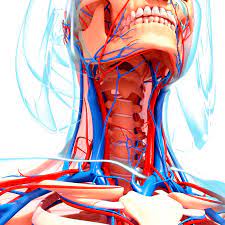 Related posts of arteries in the neck picture veins and arteries of the neck. Internal Jugular Vein Anatomy Function And Significance