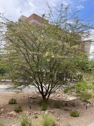 Image result for Acacia kirkii