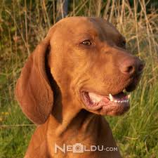 Vizsla Cinsi Kopek Bakimi Ve Ozellikleri