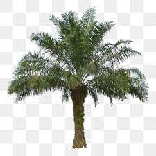 Apakah anda mencari gambar pohon png? Pohon Indonesia Png Images Vector And Psd Files Free Download On Pngtree In 2021 Png Images Vector Png Images Clipart Images