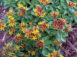 Maybe you would like to learn more about one of these? Flowers Perennials In Red And Yellow Jpg 1 Comment Hi Res 720p Hd