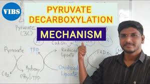 Decarboxylation Pyruvate Decarboxylase Pyruvic Acid Pyruvate Carboxylase  Pyruvate Dehydrogenase, Can Modify, Purple, Blue, Angle Png | Pngwing