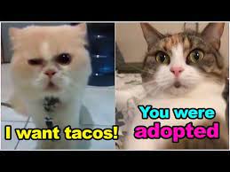 These Cats Can Speak English Better Than Hooman Cat Came To Mexican Restaurant And Ordered Tacos Youtube Funny Talking Cat Cat Talk Cats