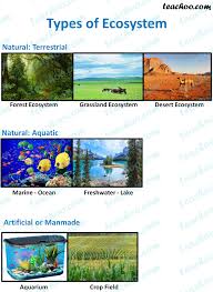 Ecosystem Definition Structure And Function Types Teachoo