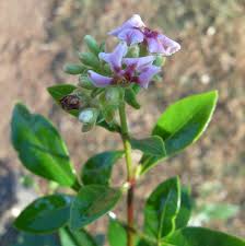 Image result for Schrebera