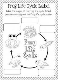 Life Cycle Of A Frog Coloring Page Frog Activities Life Cycles Lifecycle Of A Frog