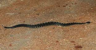 Arizona Black Rattlesnake Crotalus Cerberus Arizona Camping Near Me Desert Life