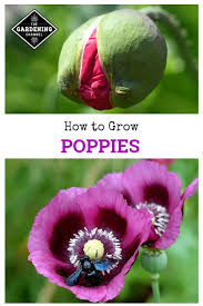 How to sow california poppy seeds outdoors. How To Grow Poppies Gardening Channel