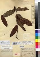 Image result for Landolphia owariensis