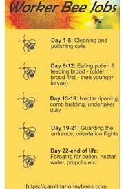 If your home has pests, you'll want to get rid of them. 390 Bee Hive Plans Ideas In 2021 Bee Hive Plans Bee Hive Bee