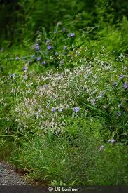 Image result for Iphigenia pauciflora