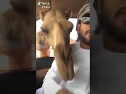 What does beast of burden expression mean? Camels Get The Hump When Man Refuses To Share Bread With Them Youtube