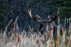 Moose: Did You Know? (U.S. National Park Service)