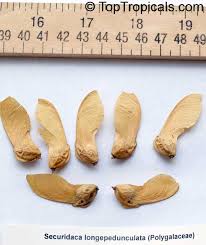 Image result for Securidaca longepedunculata