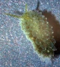 Image result for Selago coerulea