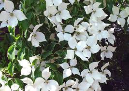 Image result for Pandiaka confusa