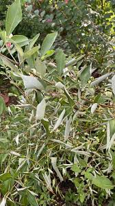 Image result for Vitex ferruginea
