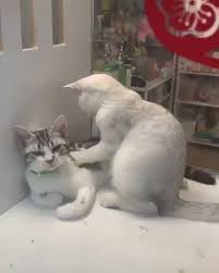Funny Cats Video Cats Funny Video In 2020 Cute Cat Gif Funny Cat Videos Cat Massage