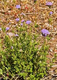 Image result for Conostomium