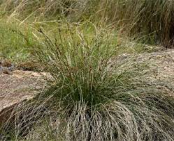Image result for Coleochloa
