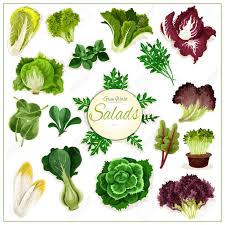 Paksoi ist eine kohlsorte ähnlich wie chinakohl und stammt aus südostaslen. Salat Poster Von Blattgemuse Vector Isoliert Vegetarische Rucola Chicoree Salat Spinat Lollo Rossa Radicchio Mangold Salat Batavia Salat Gotukola Mangold Grunkohl Collard Romaine Paksoi Sauerampfer Lizenzfrei Nutzbare Vektorgrafiken Clip