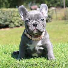Black and tan, chocolate and tan, blue and tan, lilac and tan and merle and tans. French Bulldog Puppies Lilac And Tan Pets Lovers