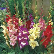 Gardens Alive 25 Pack Glamini Dwarf Mixed Gladiolus Bulbs Lowes Com Gladiolus Gladiolus Bulbs Bulb Flowers