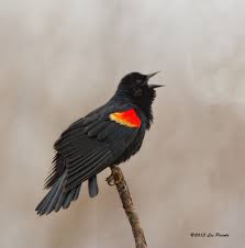 Black Bird With Blue Neck Ontario 014 By Les Piccolo On Deviantart Black Bird Red Wings