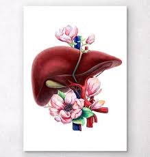 Liver Anatomy Floral White Arte Da Ciencia Arte Do Corpo Humano Design De Mandala