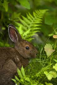 Ground And Green Animals Forest Animals Forest Creatures