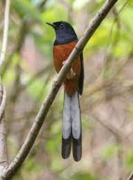 Murai Batu Si Jilbab Hitam Bersuara Emas Murai Burung Cantik Gambar