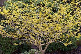 These trees are only suitable to grow in certain climates. 10 Great Trees For Small Yards