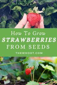 How To Grow Strawberries From Seeds Video The Whoot Growing Strawberries Strawberry Seed Strawberry