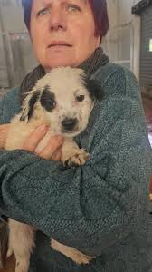 Caleb cerca mamma!! 😍😍, Mamma setter, da adulto 15/18 kg., Disponibile x  adozione tra un mesetto circa., Si affiderà vaccinato e chippato in tutto  il centro e nord Italia. , Si trova in Calabria ma ...