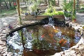 Aquaponic Fish Pond Backyard Aquaponics Aquaponics Greenhouse Aquaponics