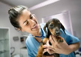 Maybe you would like to learn more about one of these? Veterinary Continuing Education Think Anesthesia