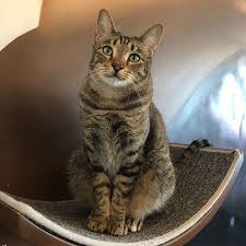 Cappy Aka George Clooney In His Favorite Tv Watching Stance I Mean Come On You People Is This Not A Handsome Cat Who Is Go Cat Cafe Cats Cat Crafts