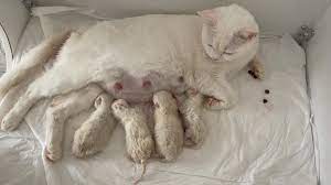 kedilerde dogum kediler kac yavru dogurur kedi sesi