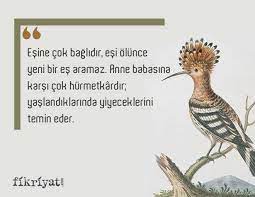 1 kelime 1 hikaye hz suleyman in habercisi hudhud galeri fikriyat gazetesi